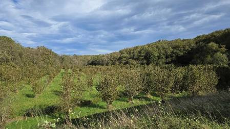 Une image contenant plein air, nuage, herbe, ciel
Le contenu généré par l’IA peut être incorrect.