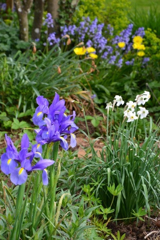 Une image contenant plante, fleur, plein air, jardin

Description générée automatiquement