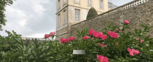Une journée autour de la Pivoine dans la Sarthe