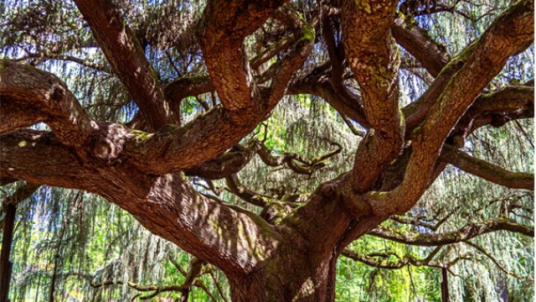 Arboretum de la Vallée-aux-Loups, une balade au milieu des arbres remarquables