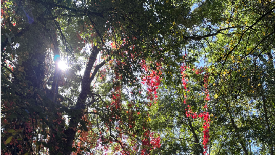  Randonnée pédestre d’entrainement en vallée de Chevreuse