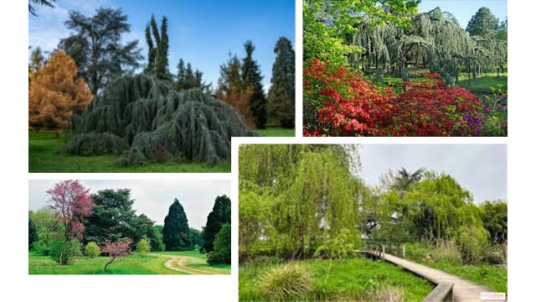 VISITE DE L’ARBORETUM DE PARIS